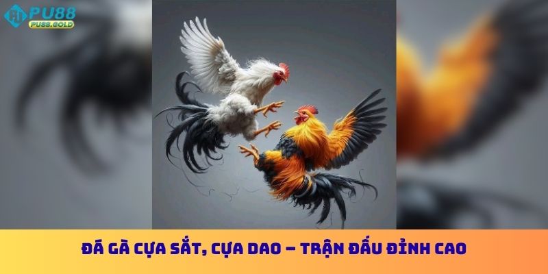 Đá gà cựa sắt, cựa dao – Trận đấu đỉnh cao