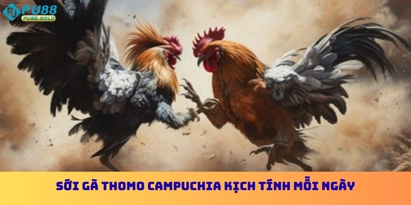 Sới gà Thomo Capuchia kịch tính mỗi ngày